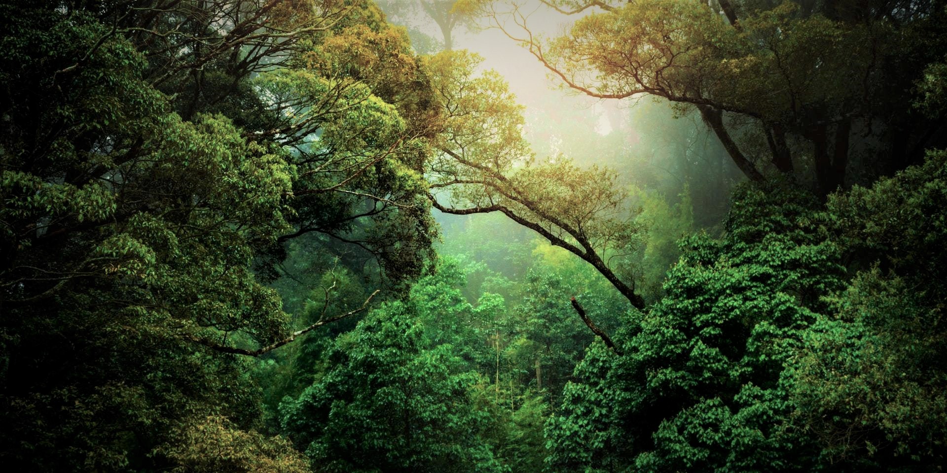 Brazilia taie pădurea Amazoniană pentru o autostradă destinată COP30