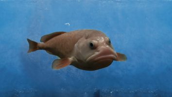 „Cel mai urât animal” din lume a ajuns peștele anului în Noua Zeelandă. Blobfish poate trăi până la 130 de ani