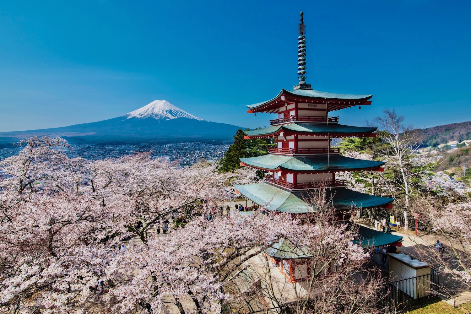 Începe sezonul florilor de cireș în Japonia. Florin Ionescu, consultant de turism: „Vino cu sufletul deschis”