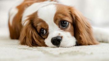 „Gigil”, cuvântul care descrie o drăgălășenie copleșitoare, intră în dicționar. De unde provine și cum a ajuns în Oxford English Dictionary