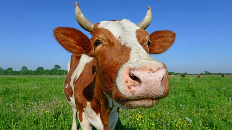 O fermă japoneză face hidrogen din deșeuri de la vaci. Cum contribuie animalele la sustenabilitate