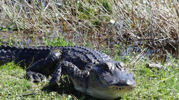 Americanii dintr-un cartier din Carolina de Sud au ținut un moment de reculegere pentru un aligator. Trăia în iazul de lângă cartier de mai bine de 10 ani