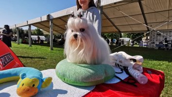 Pasiunea pentru câini aduce la Bistrița concurenți din 15 țări. Matilda Gubeș: „Avem exemplare deosebite, valoroase, inclusiv din America”