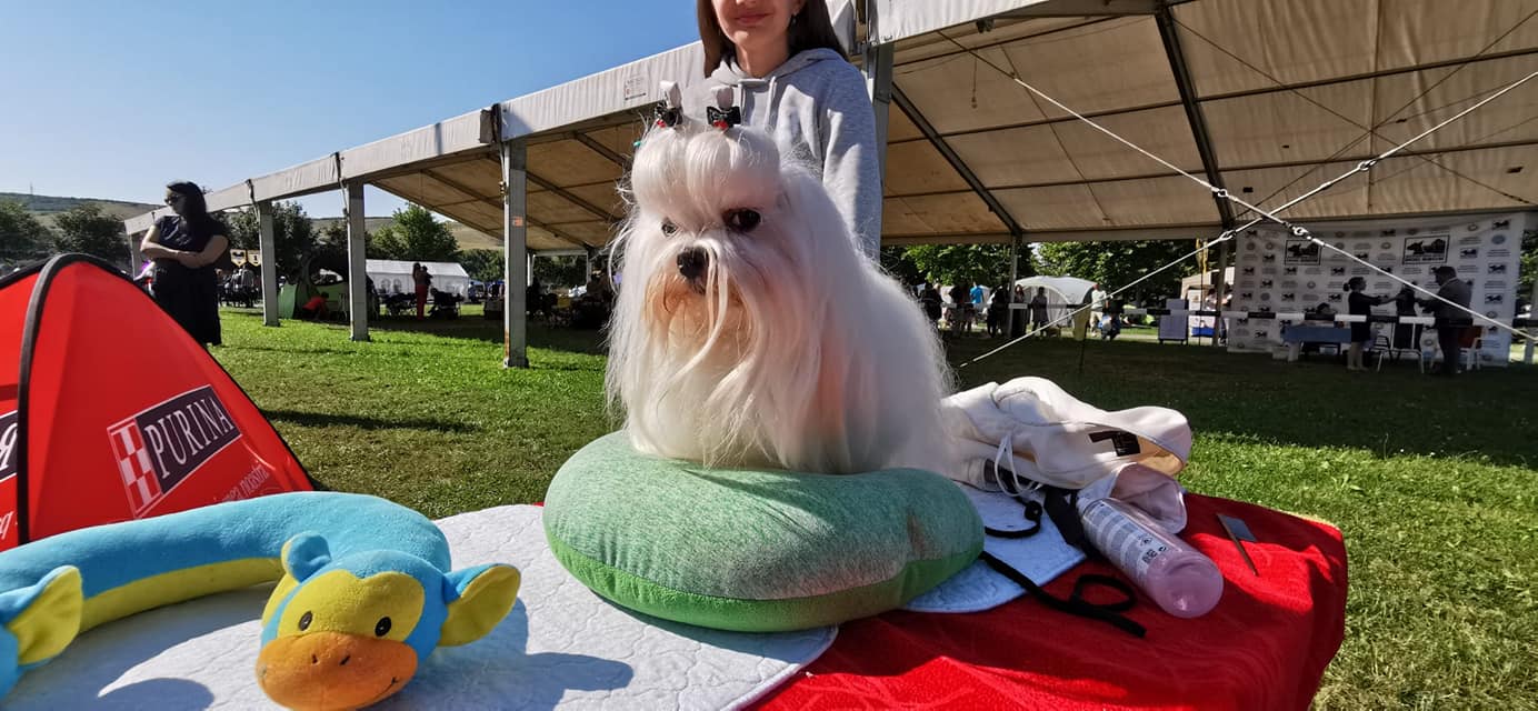 Pasiunea pentru câini aduce la Bistrița concurenți din 15 țări. Matilda Gubeș: „Avem exemplare deosebite, valoroase, inclusiv din America”