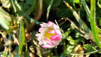 Ziua Femeii vine cu temperaturi de vară: Ce vreme te așteaptă săptămâna viitoare