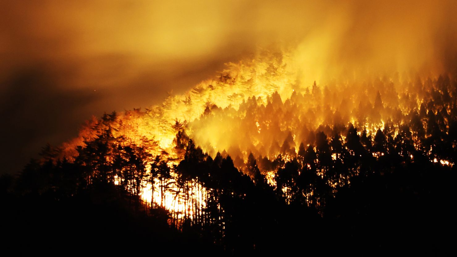 Japonia arde pentru a opta zi: Țara se confruntă cu cel mai mare incendiu de vegetație din 1975