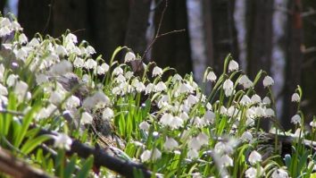 Începutul primăverii nu vine cu vreme caldă. Primul weekend al lunii martie aduce un cer acoperit de nori și ploi