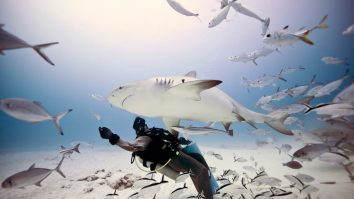 Unde îți programezi vacanța pentru scuba? Vizitează lagunele cristaline din Caraibe, unde înoți alături de rechinii-balenă