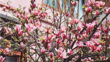 Primăvara în București aduce un spectacol de magnolii. Nu rata magnolia uriașă de pe Mahatma Gandhi și de pe Dragoș Vodă