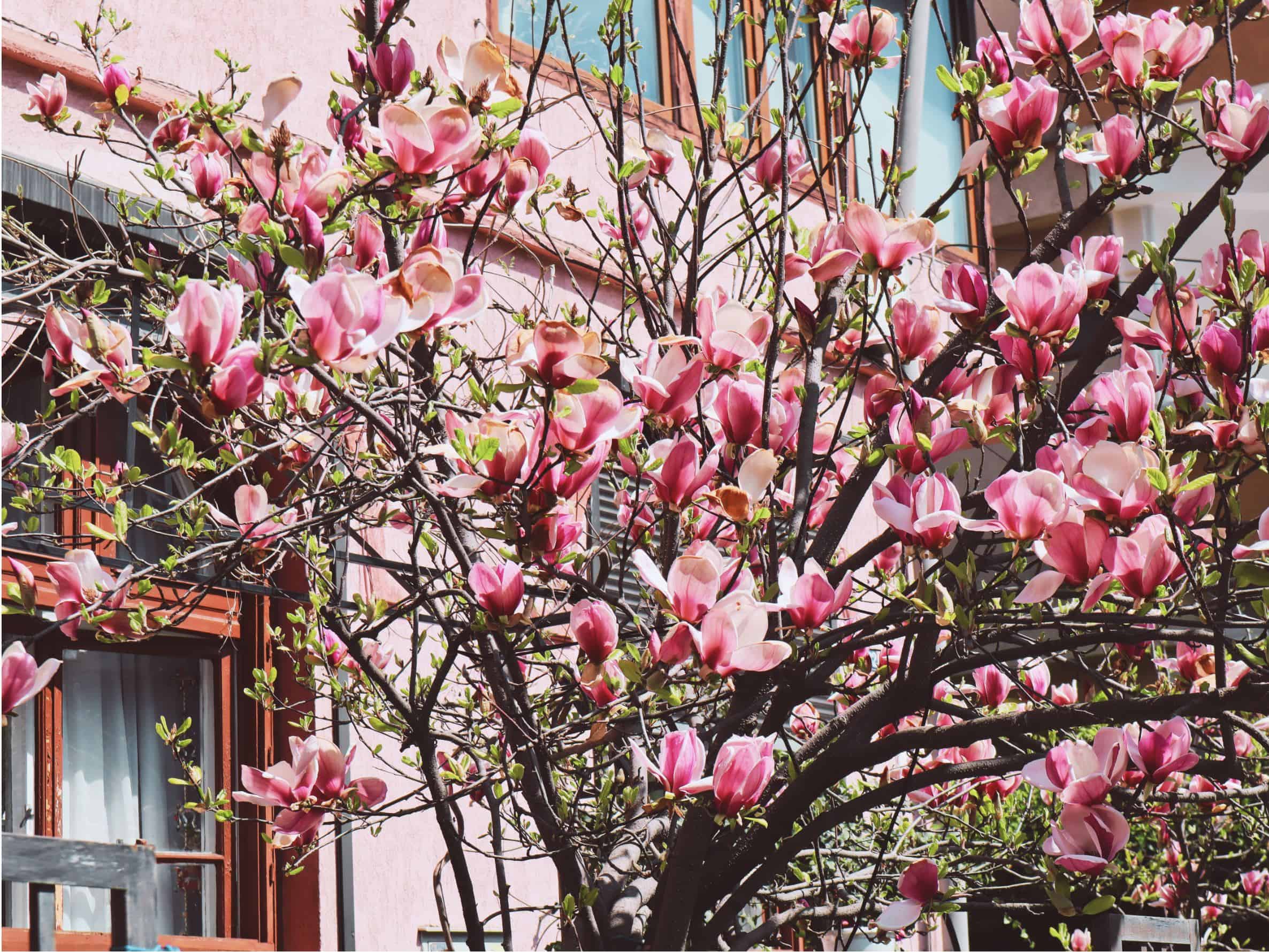 Primăvara în București aduce un spectacol de magnolii. Nu rata magnolia uriașă de pe Mahatma Gandhi și de pe Dragoș Vodă