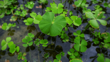 Care este etimologia cuvântului „noroc”?  Corina Popa: „Este o noțiune greu de definit în termeni științifici”