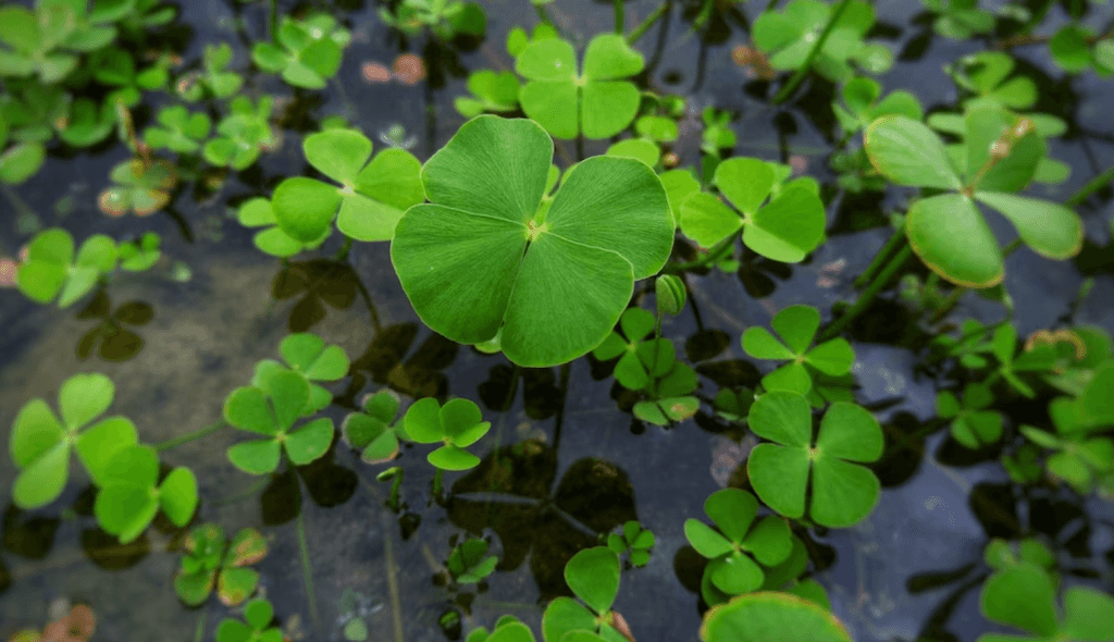 Care este etimologia cuvântului „noroc”?  Corina Popa: „Este o noțiune greu de definit în termeni științifici”