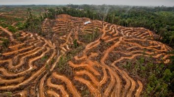 Schimbările climatice afectează pădurile din întreaga lume. Octavian Berceanu, activist de mediu: „Vara începe mult mai devreme. Scad precipitațiile”