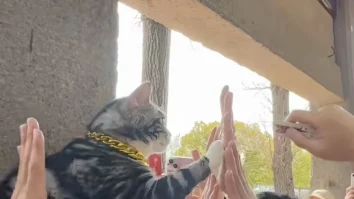 O pisică și-a câștigat faima printre turiști datorită unui gest simplu: ridică laba și bate palma cu vizitatorii de la Templul Xiyuan