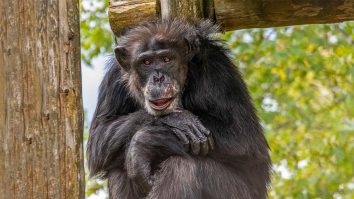 Yerkish, limbajul politic