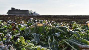 Producătorii români cer despăgubiri de la autorități, după ce gerul devastator a distrus culturile horticole