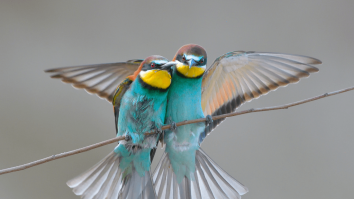 Tu ce faci în vacanță? Iată cele mai frumoase locuri pentru birdwatching din România