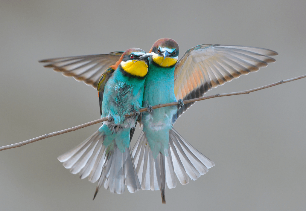 Tu ce faci în vacanță? Iată cele mai frumoase locuri pentru birdwatching din România