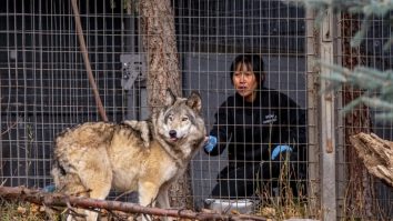 Vizitatorii grădinilor zoo schimbă comportamentul animalelor. Lupii și iepurii își schimbă rutina  în prezența oamenilor