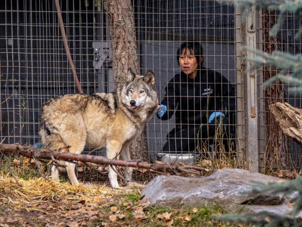 Vizitatorii grădinilor zoo schimbă comportamentul animalelor. Lupii și iepurii își schimbă rutina  în prezența oamenilor