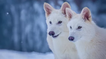 Colossal Biosciences a creat trei pui de lup dire, o specie dispărută acum 12.500 de ani. Compania a folosit ADN străvechi și editare genetică