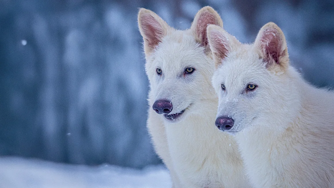 Colossal Biosciences a creat trei pui de lup dire, o specie dispărută acum 12.500 de ani. Compania a folosit ADN străvechi și editare genetică