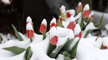 Știi de vreme? Așteptai primăvara, dar te-ai trezit cu zăpada mieilor