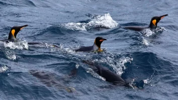 Administrația Trump explică de ce a impus tarife asupra Insulelor populate doar de pinguini și foci