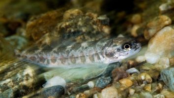 Efectele medicamentelor ajunse accidental în apele lumii: Antidepresivele le dau curaj somonilor să migreze mai repede