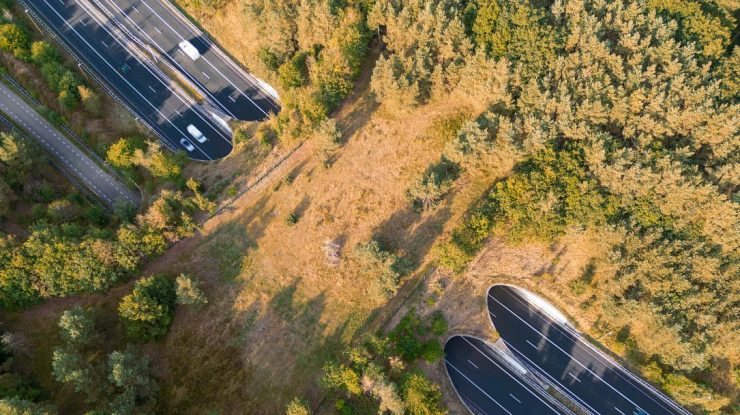 Cel mai mare pod din România va fi pentru animale: Încep lucrările la primul Ecoduct