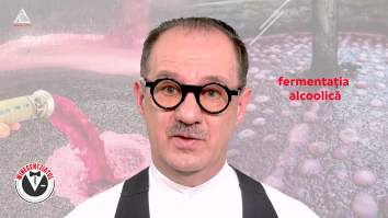 Winecentziatul. Fermentația alcoolică