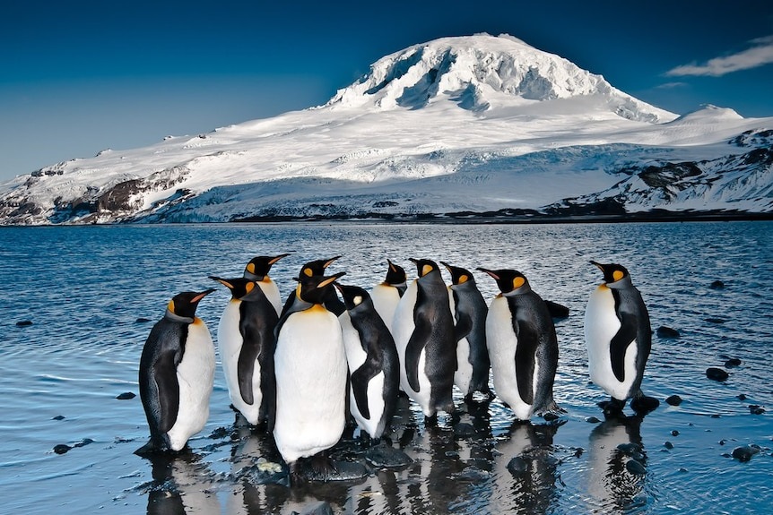 Trump le declară război comercial și pinguinilor. Președintele SUA a impus tarife reciproce asupra unor Insule din apropierea Antarcticii, cu populație umană zero