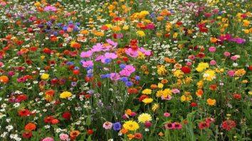 STUDIU. Florile sălbatice din orașe pot transmite metale toxice albinelor