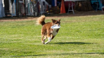 E joacă sau tortură? Câinii pot dezvolta OCD de la „aport”