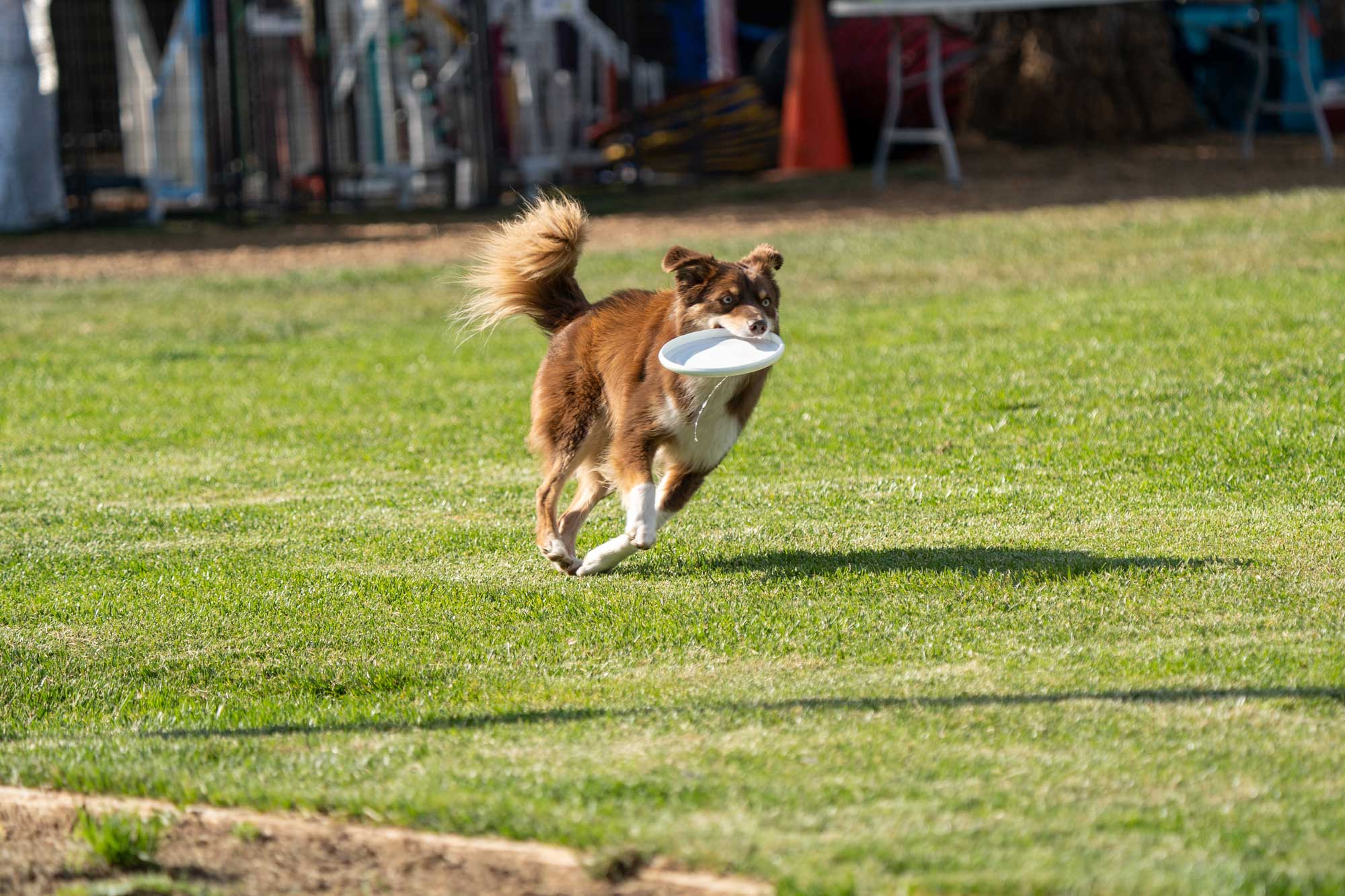E joacă sau tortură? Câinii pot dezvolta OCD de la „aport”
