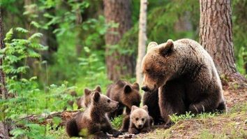 BBC laudă România pentru rezervațiile de urși: „Țara europeană în care urșii umblă liberi”