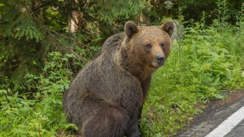 Șeful Salvamont Predeal a fost atacat de urs. Bărbatul a suferit răni la spate, cap și față