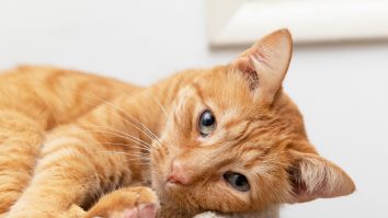 Cum au apărut pisicile portocalii și ce le diferențiază față de celelalte feline? Descoperirea cercetătorilor