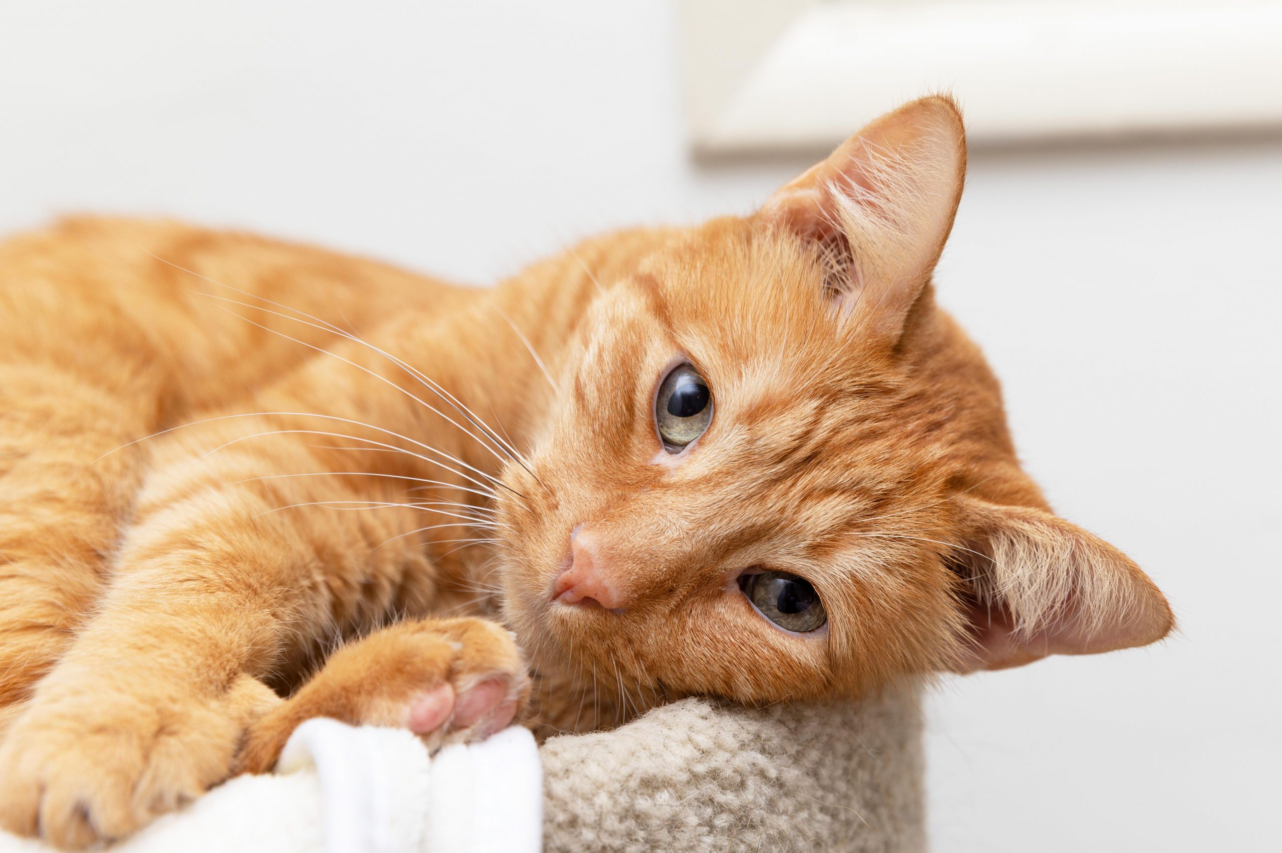 Cum au apărut pisicile portocalii și ce le diferențiază față de celelalte feline? Descoperirea cercetătorilor