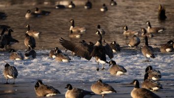 Invazia tăcută din Europa: plantele și animalele  vin de pe alte continente și aduc pagube de 1.500 de miliarde de dolari