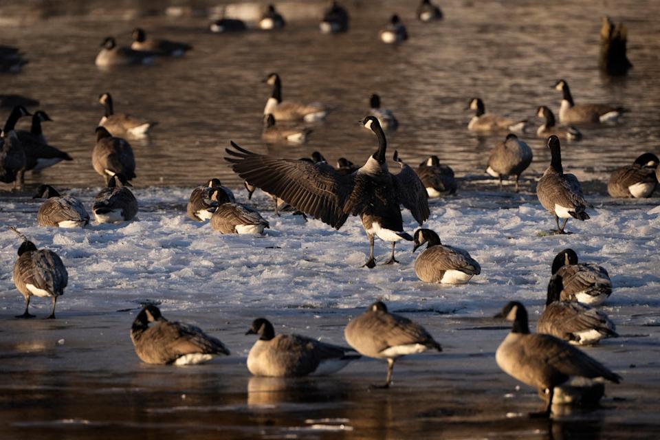 Invazia tăcută din Europa: plantele și animalele  vin de pe alte continente și aduc pagube de 1.500 de miliarde de dolari