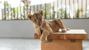 Cum au ajuns leii animale de companie în casele bogaților thailandezi? Tot mai mulți își dau seama că nu pot avea grijă de ei