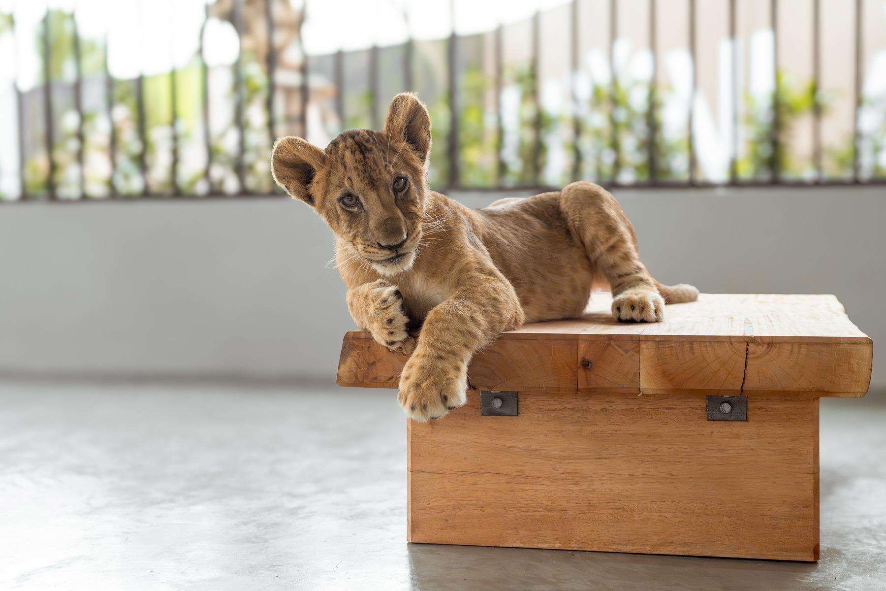 Cum au ajuns leii animale de companie în casele bogaților thailandezi? Tot mai mulți își dau seama că nu pot avea grijă de ei