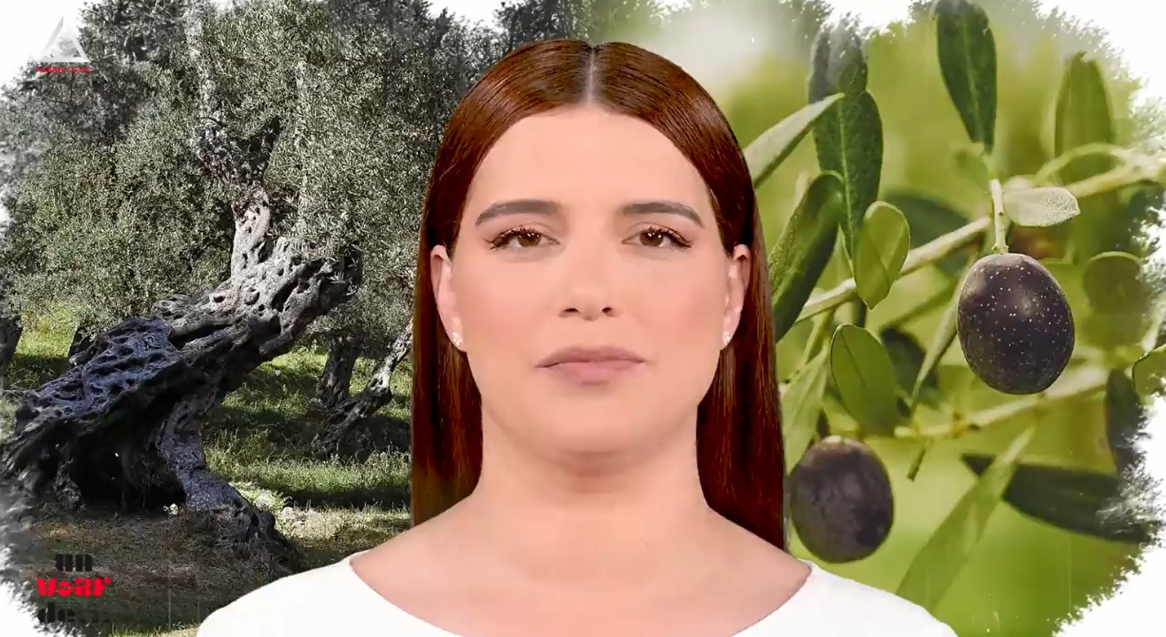 Un vârf de… măslin