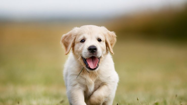 Cum îți poți ajuta câinele să aibă o viața lungă și sănătoasă? Cercetătorii au descoperit 9 pași esențiali