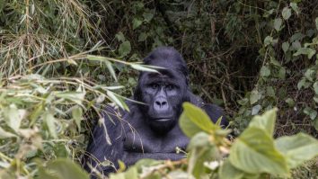 O dezbatere bizară a explodat pe TikTok: pot 100 de oameni să învingă o gorilă? MrBeast a lansat o provocarea