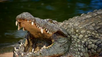 Un turist a fost mușcat de crocodil la grădina zoologică după ce l-a confundat cu o statuie. Bărbatul a primit 50 de copci
