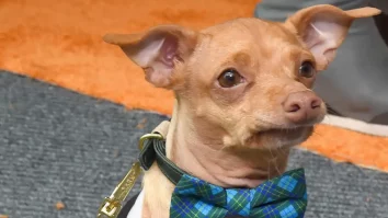 Cât câștigă un petfluencer? Tuna, unul din cei mai populari câini pe pe Instagram, încasează 300 de euro/lună pentru 10.000 de urmăritori noi