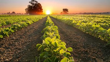 România ar putea depăși 27,8 mil. tone de cereale în 2025. Cosmin Dragu, agricultor: „Ploile au readus speranța fermierilor”