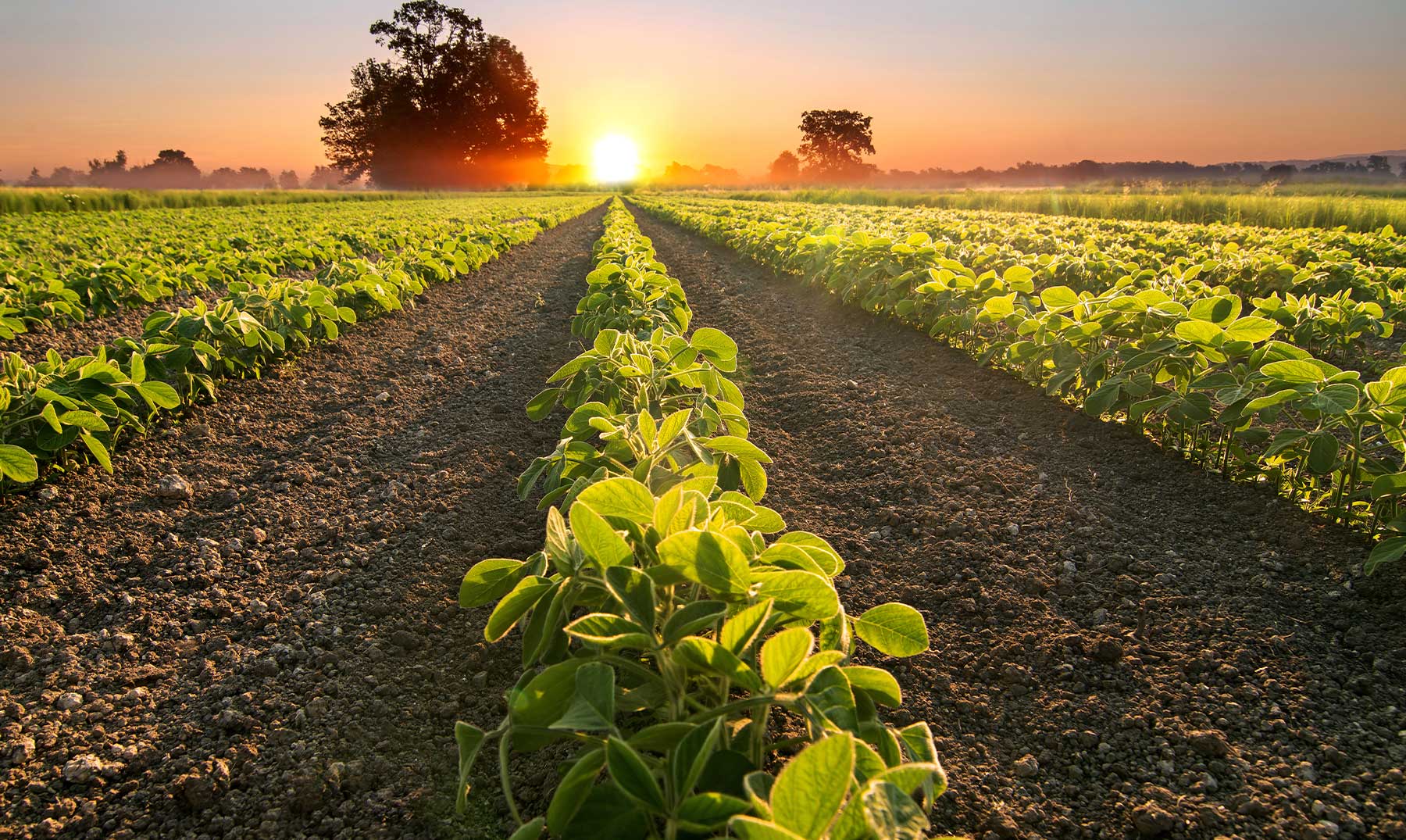 România ar putea depăși 27,8 mil. tone de cereale în 2025. Cosmin Dragu, agricultor: „Ploile au readus speranța fermierilor”